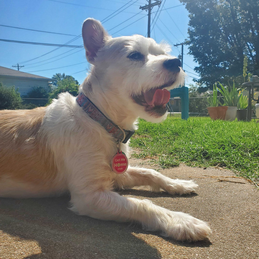 PetHub QR Pet ID Tag – Get Me Home Club - Fabs things