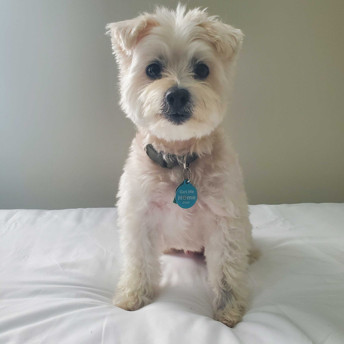 PetHub QR Pet ID Tag – Get Me Home Club - Fabs things