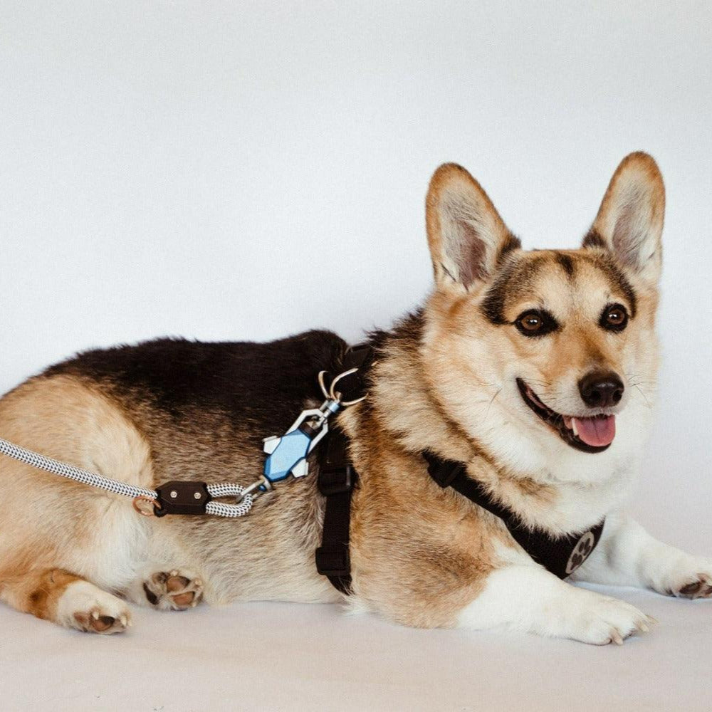 Patented Magnetic Dog Leash - One-Hand Connect & Release - Fabs things