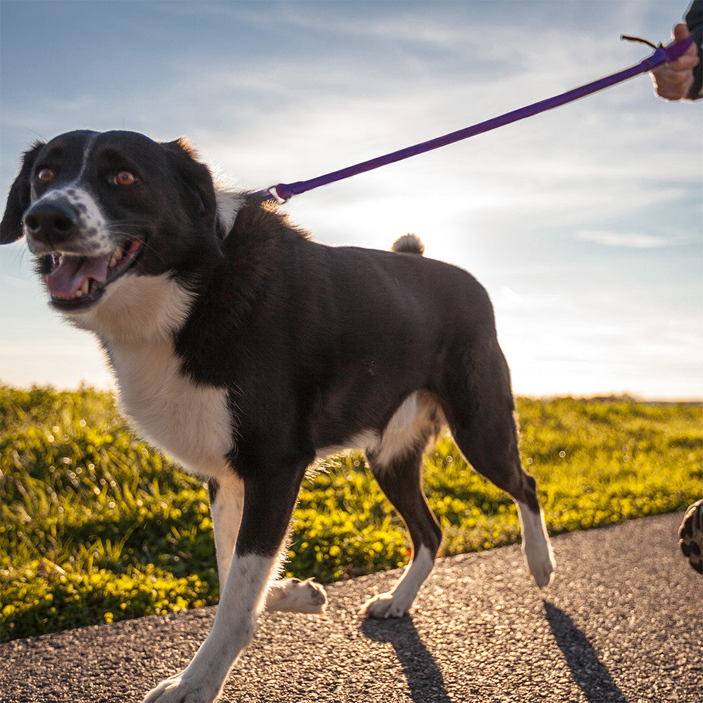 WUNDERleash – The Original No-Pull Dog Leash - Fabs things