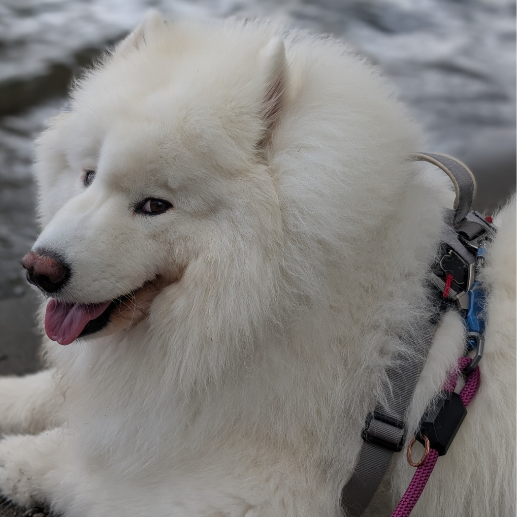 Patented Magnetic Dog Leash - One-Hand Connect & Release - Fabs things