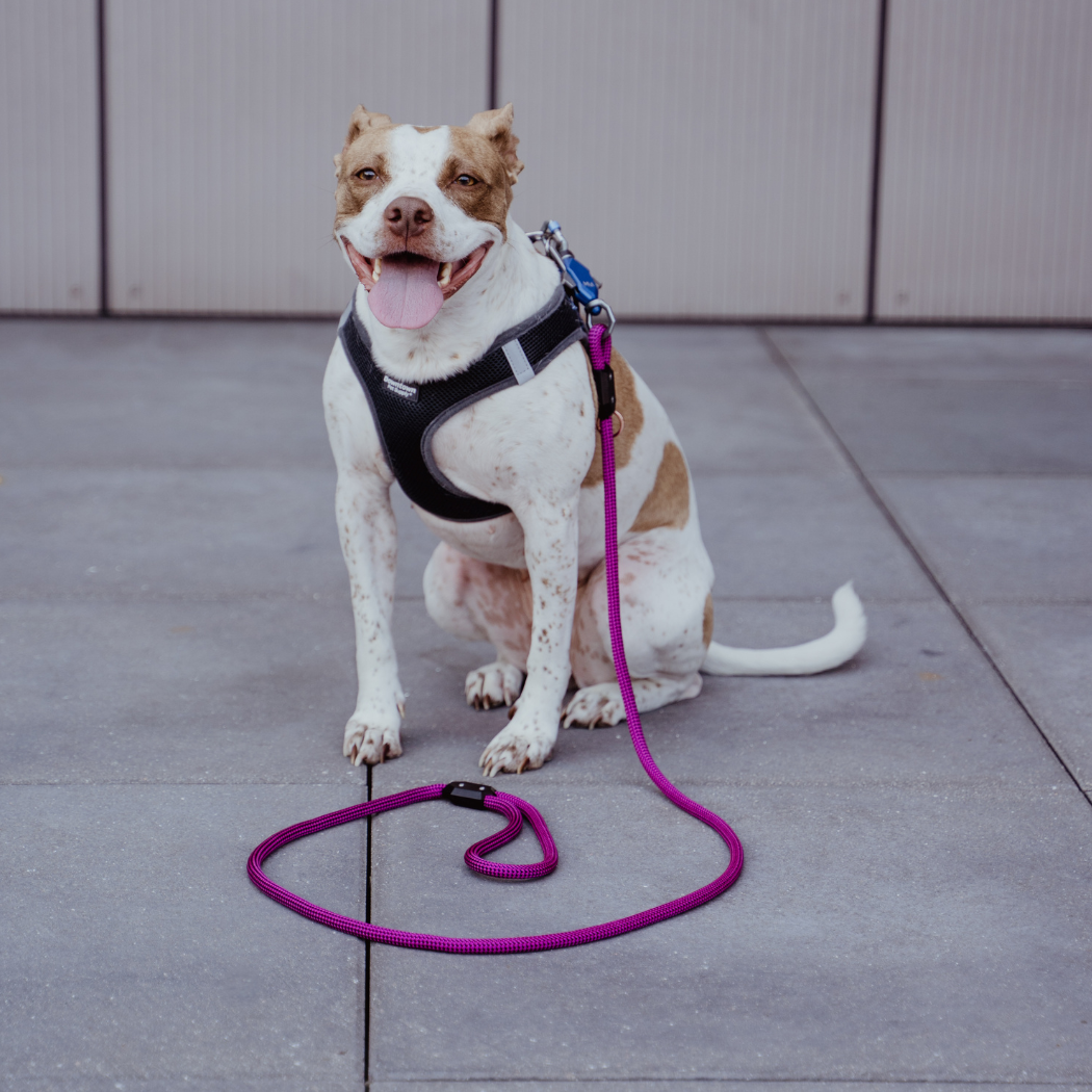 Patented Magnetic Dog Leash - One-Hand Connect & Release - Fabs things