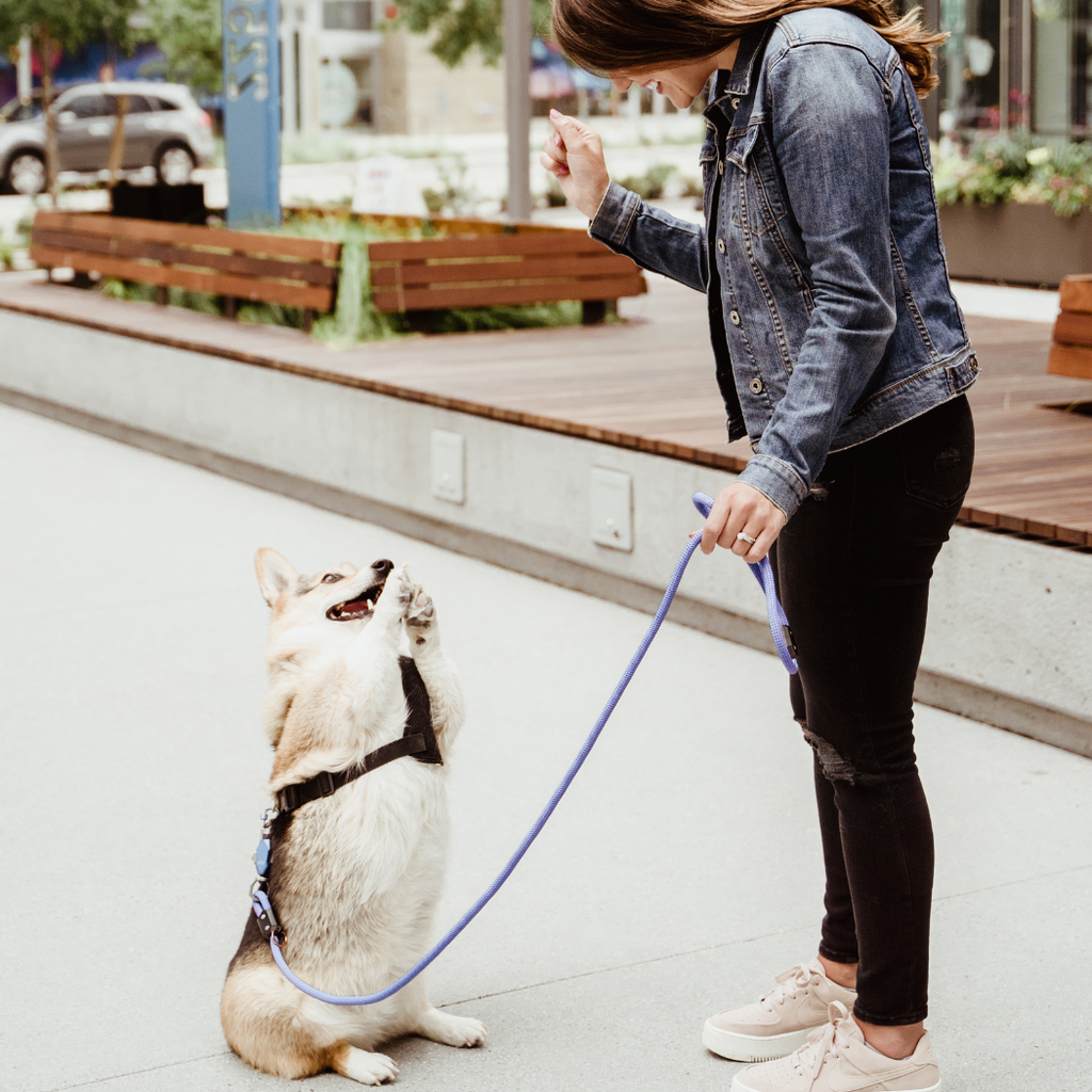 Patented Magnetic Dog Leash - One-Hand Connect & Release - Fabs things