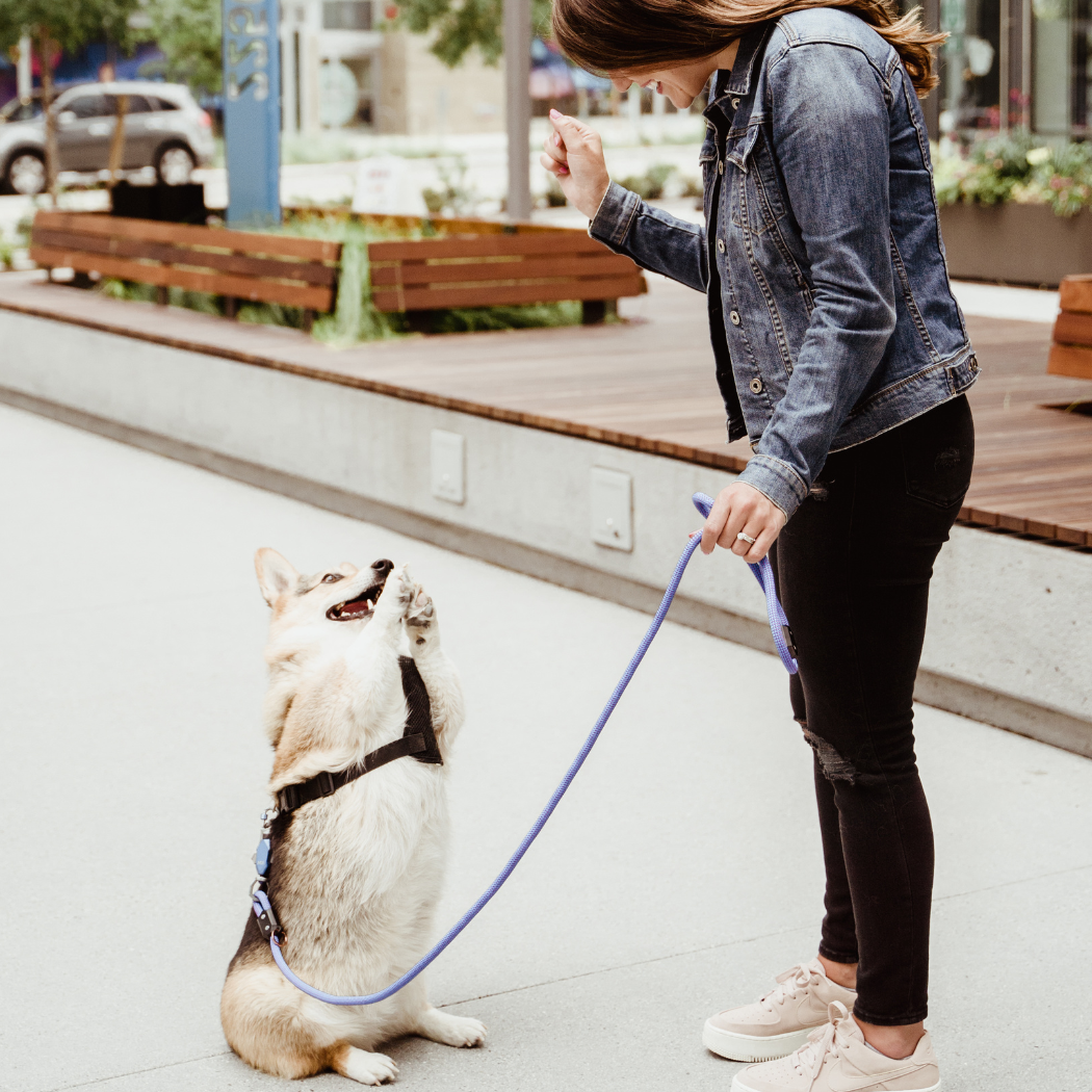 Patented Magnetic Dog Leash - One-Hand Connect & Release - Fabs things