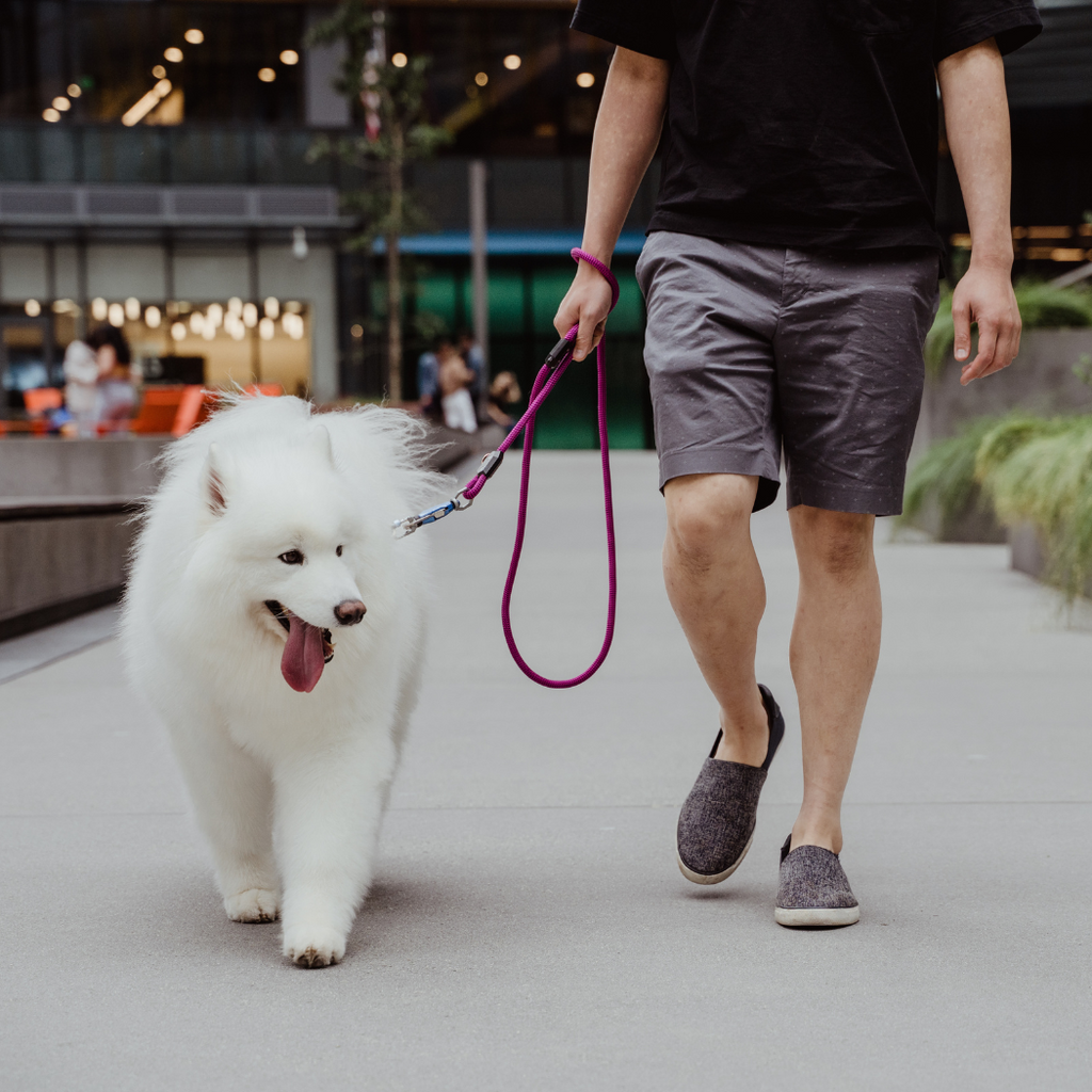Patented Magnetic Dog Leash - One-Hand Connect & Release - Fabs things