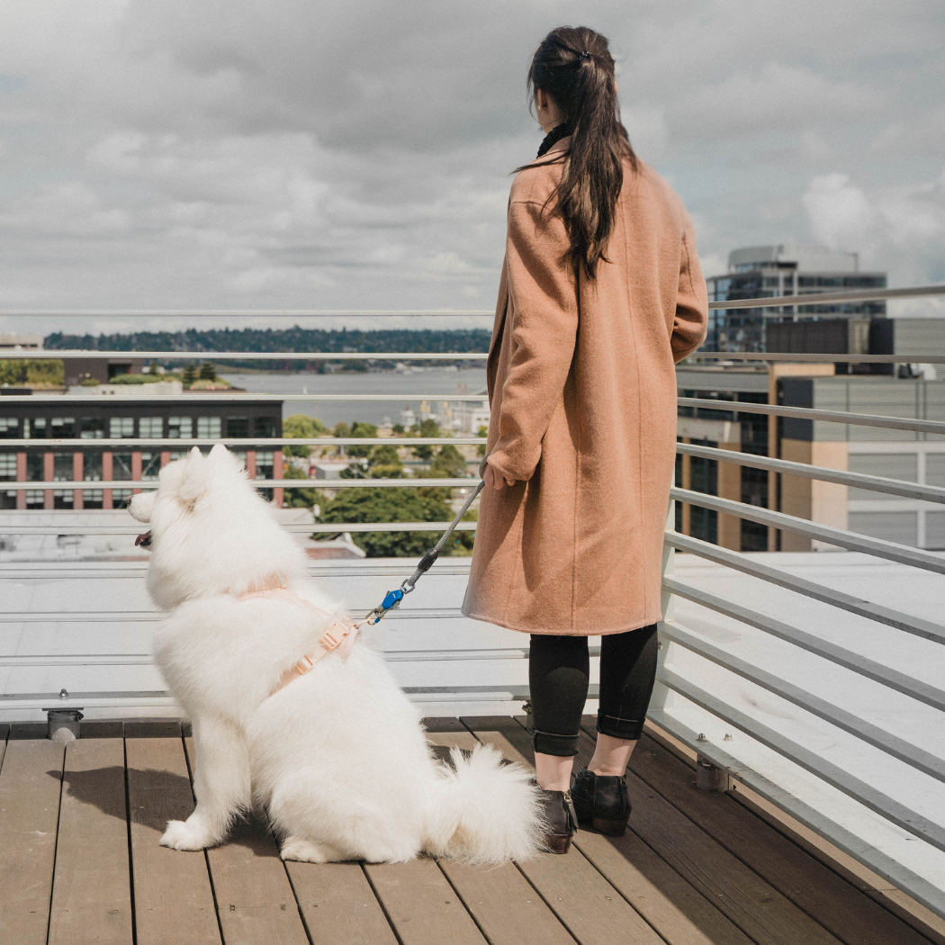 Patented Magnetic Dog Leash - One-Hand Connect & Release - Fabs things