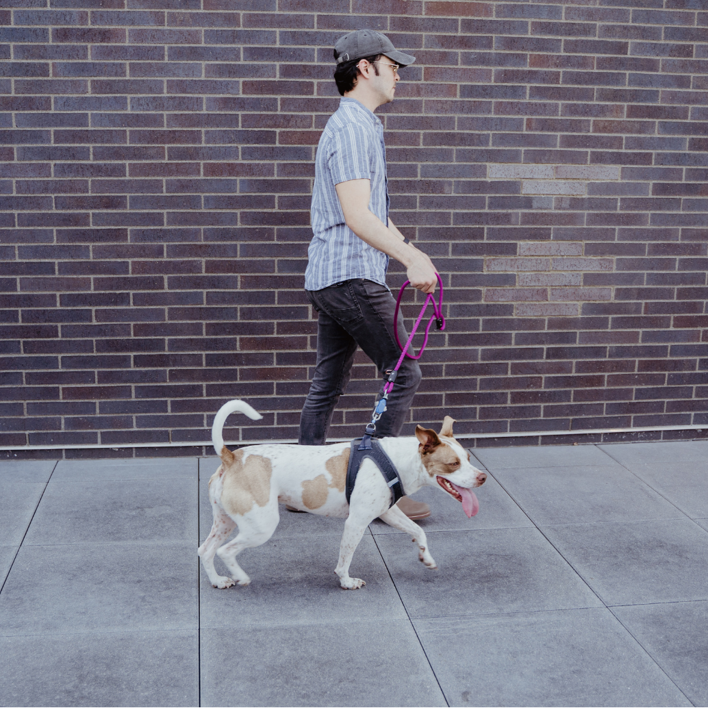Patented Magnetic Dog Leash - One-Hand Connect & Release - Fabs things
