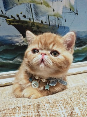 Pet New Year's Jewelry Collar Bell Pendant Bowknot - Fabs things