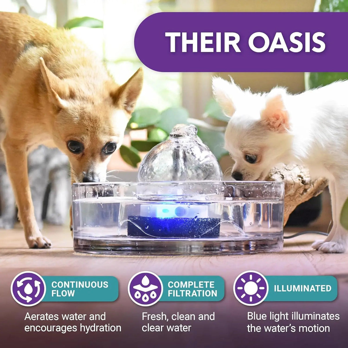 Glass Pet Water Fountain for Cats & Small Dogs - Fabs things